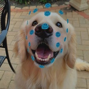 Meet your Posher, Ava